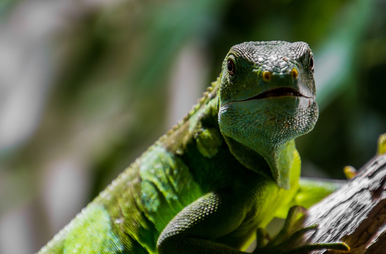 lizard green reptile free photo