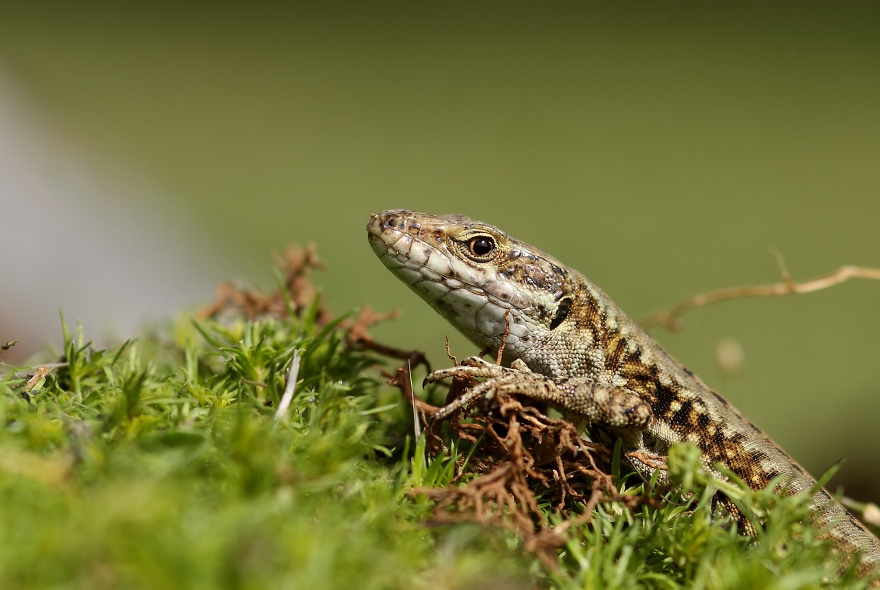 lizard reptile foam free photo