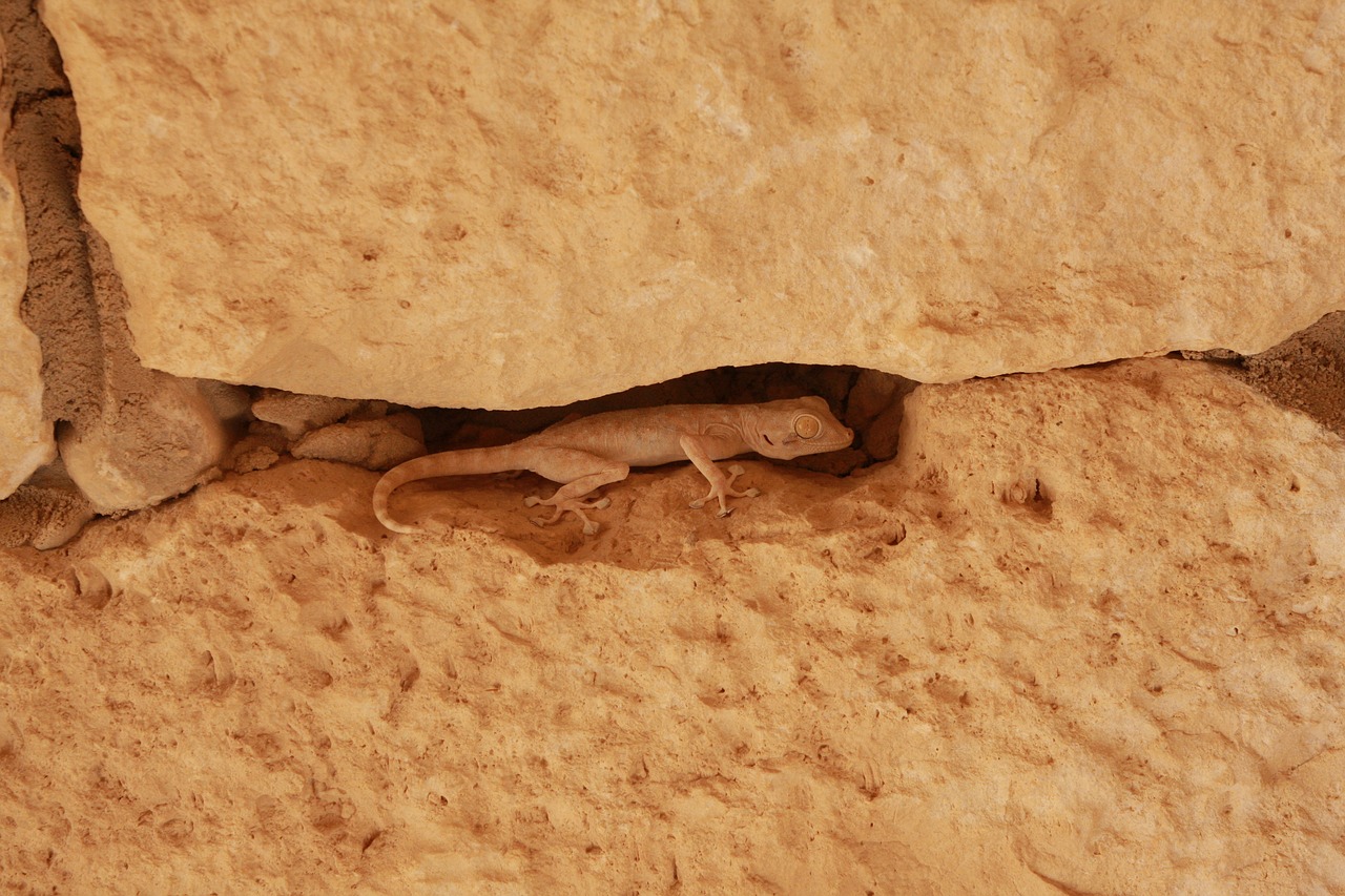 lizard avdat israel free photo