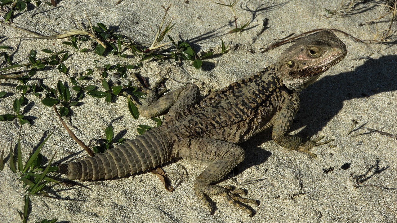 lizard kurkutas reptile free photo