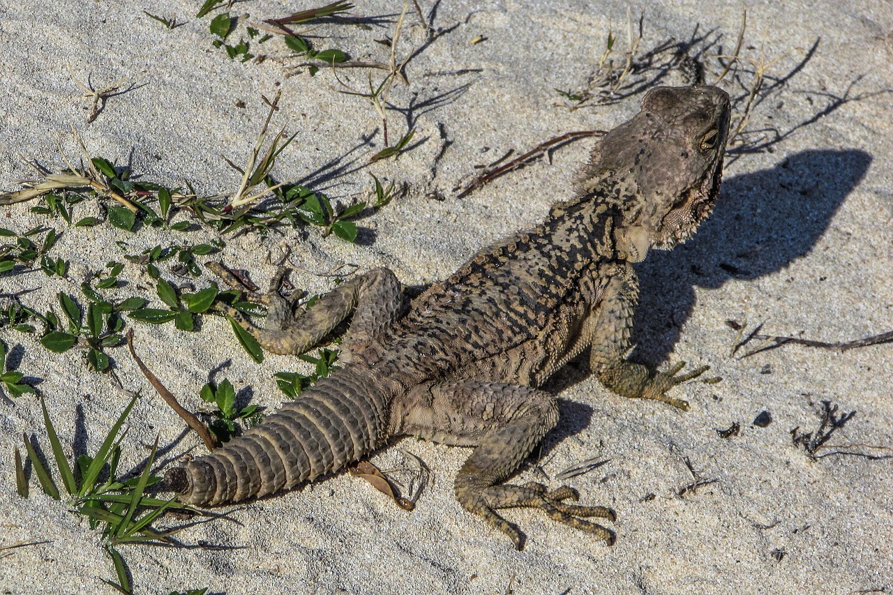 lizard kurkutas reptile free photo