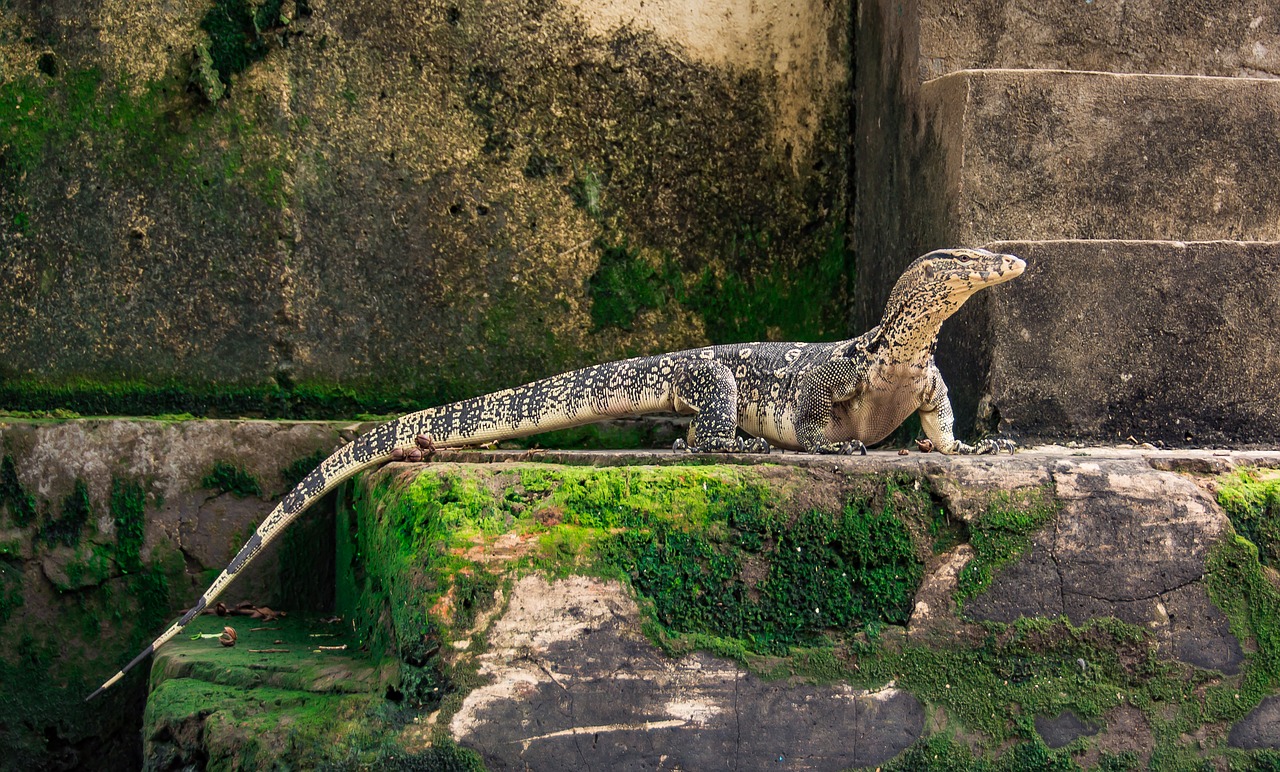 lizard reptile wildlife free photo