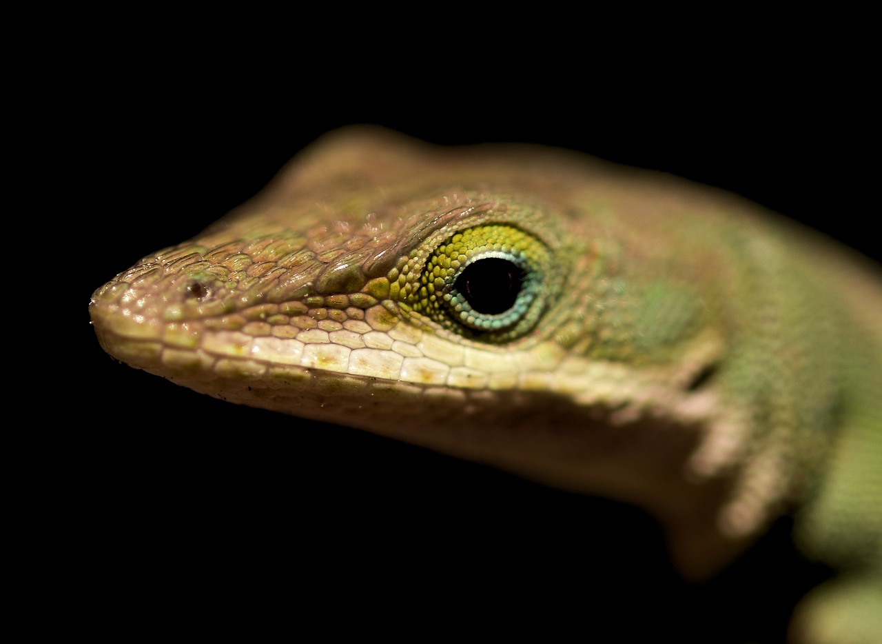 lizard reptiles amphibian free photo