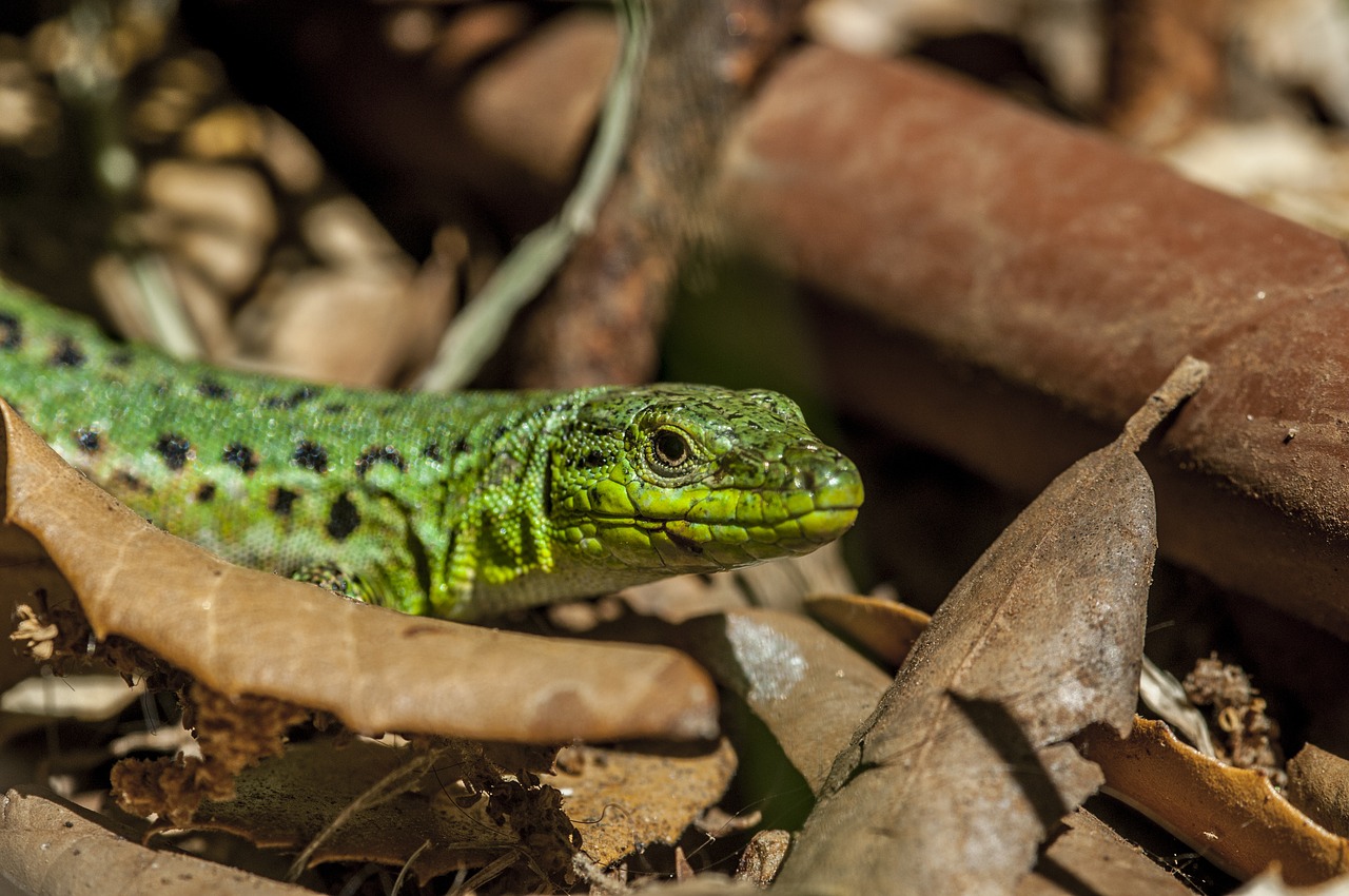 lizard hidden creature free photo