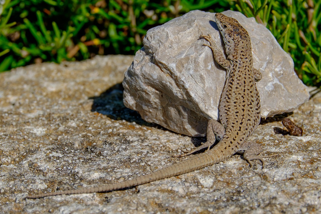 lizard stone reptile free photo