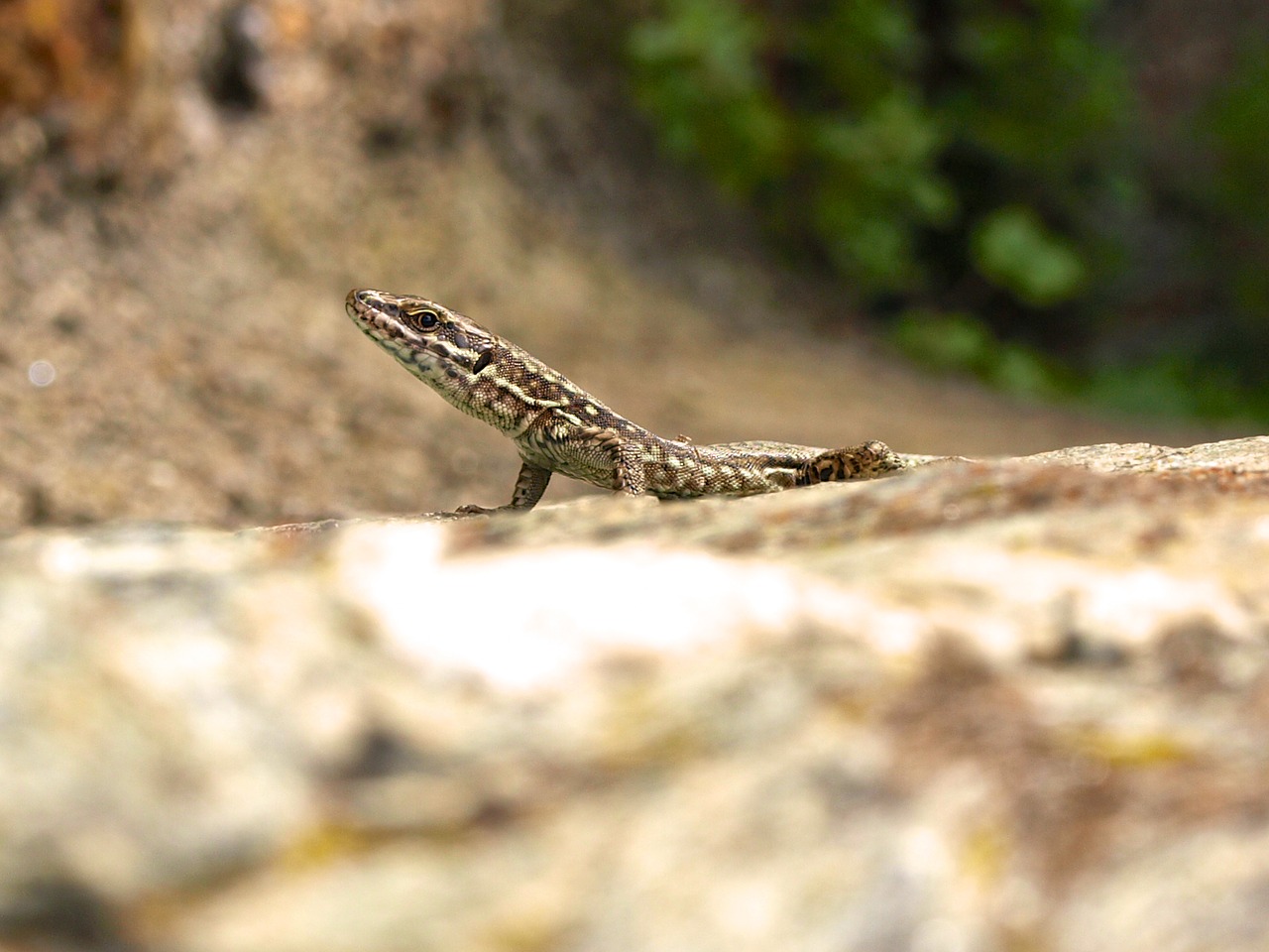 lizard watch lauer free photo