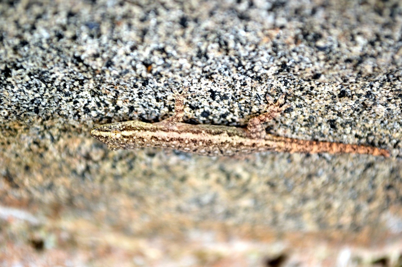 lizard animal camouflaged free photo