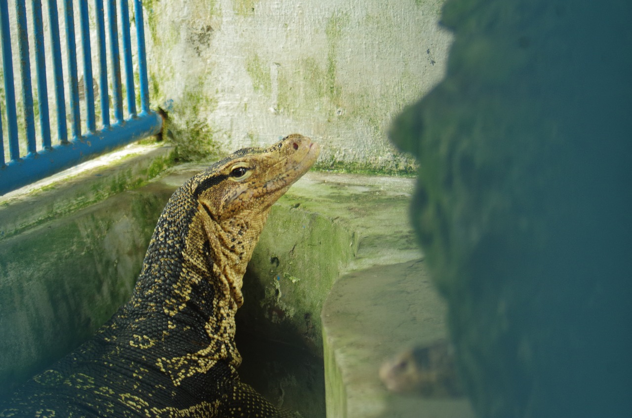 lizard animal look free photo