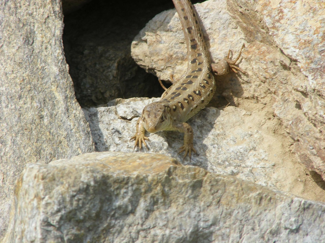 lizard sand lizard nature free photo