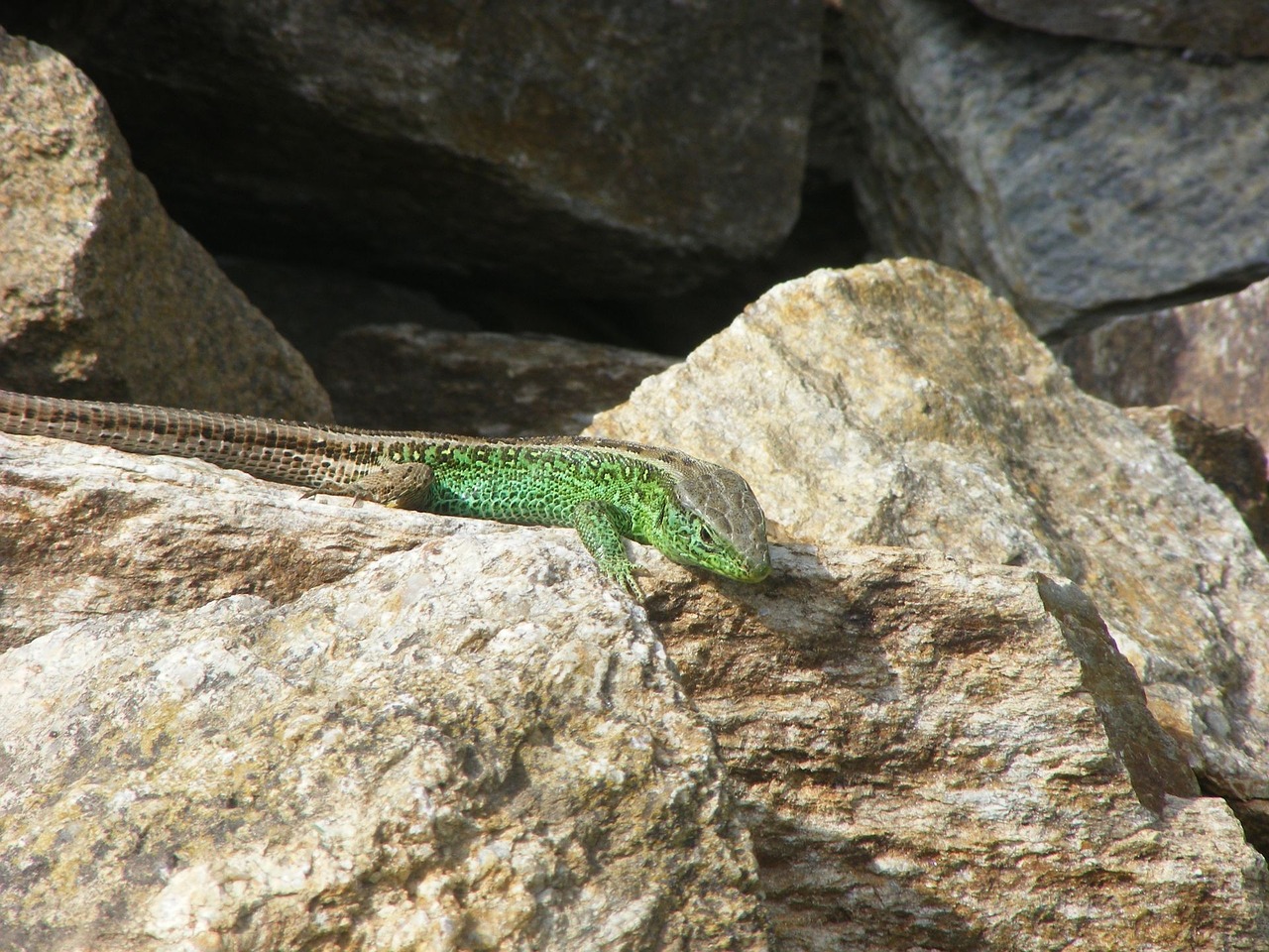 lizard sand lizard animals free photo