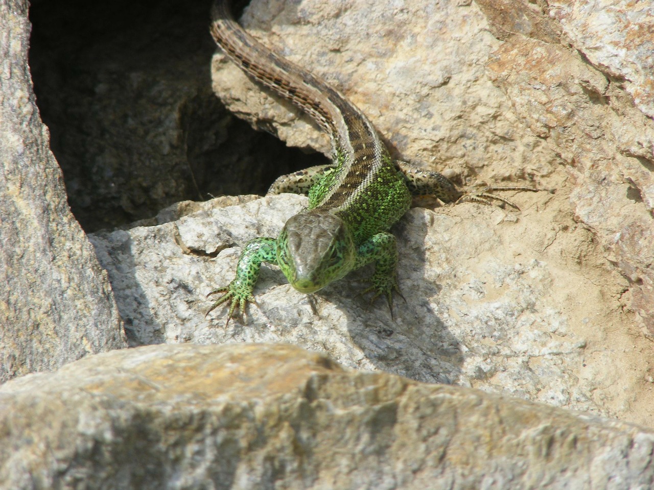 lizard animals nature free photo