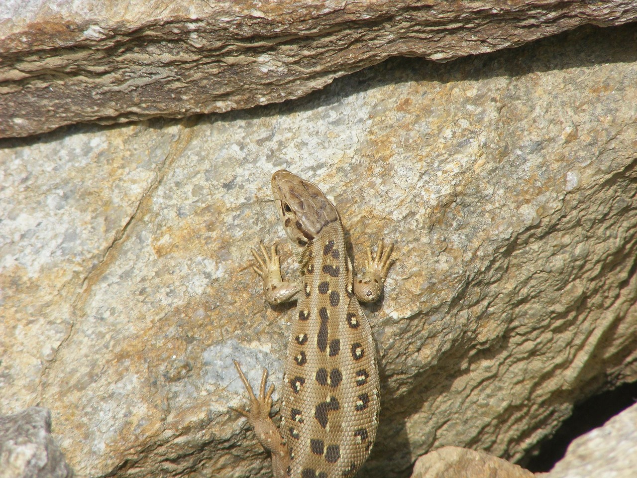 lizard animals nature free photo