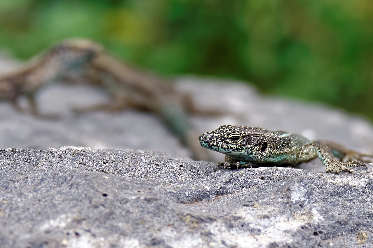 lizard stone wall reptile free photo