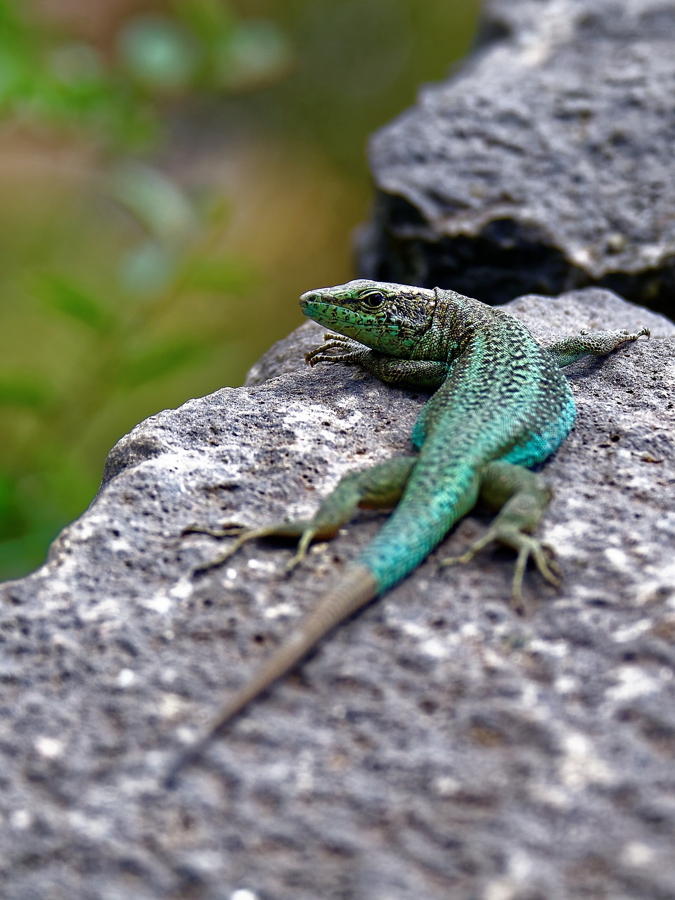 lizard stone wall reptile free photo