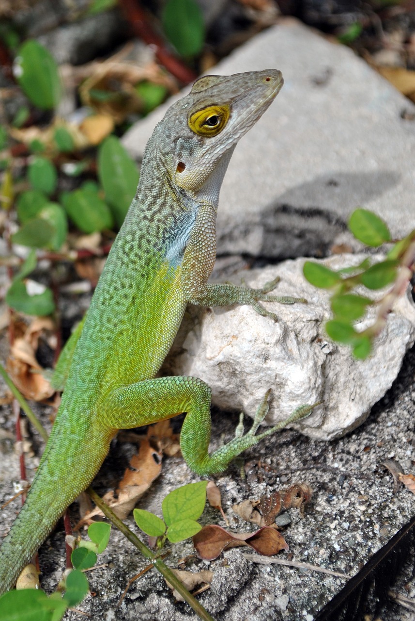 lizard salamander green free photo