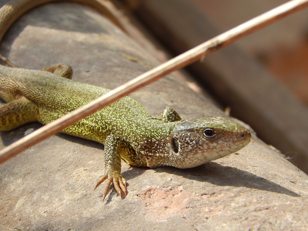 lizard nature green free photo