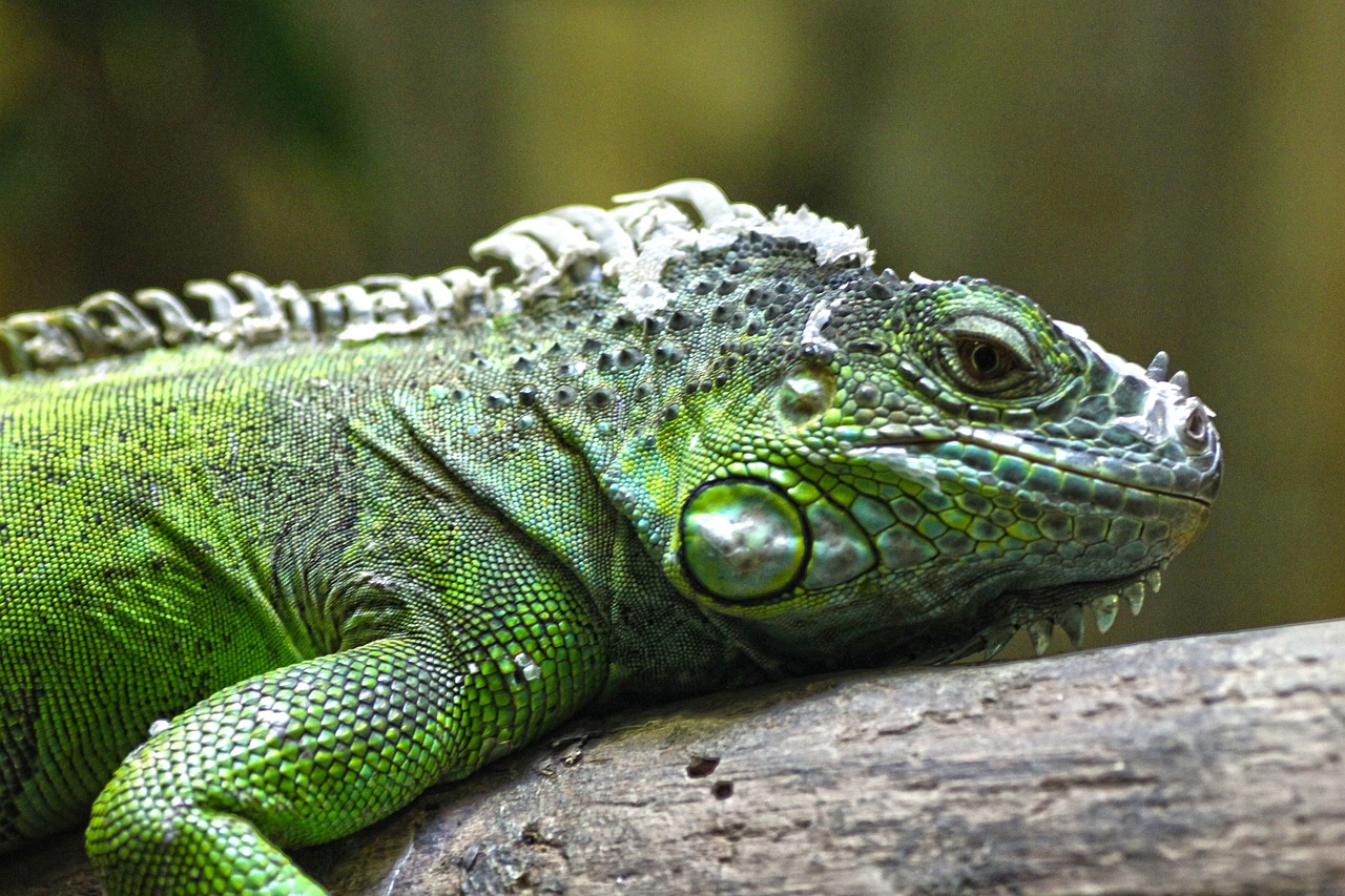 lizard zoo reptile free photo