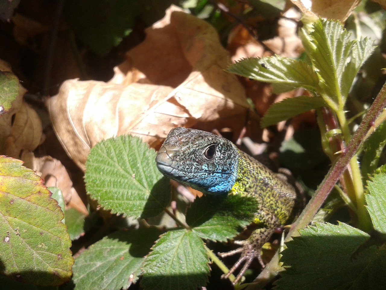 lizard green blue free photo