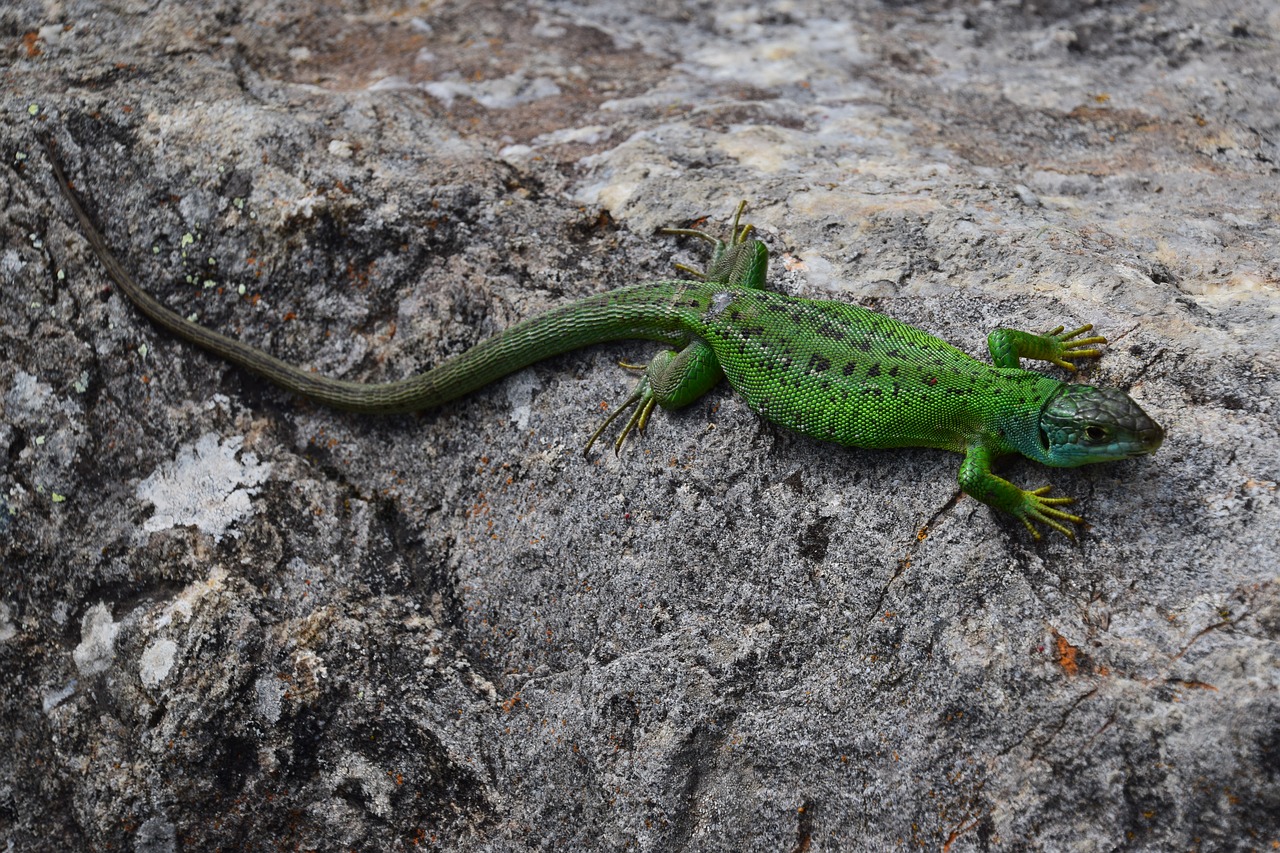 lizard golden sun free photo