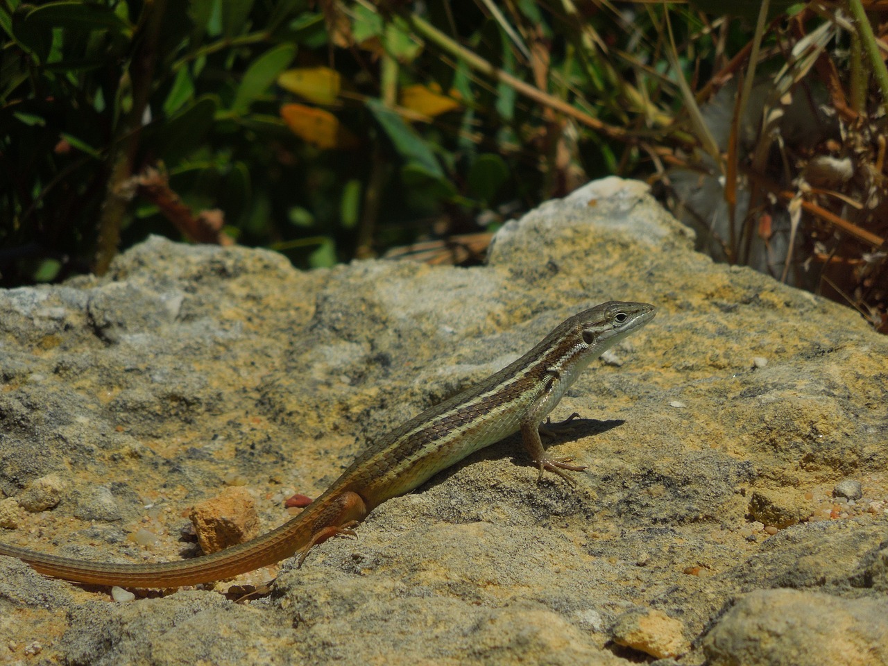 lizard nature animal free photo