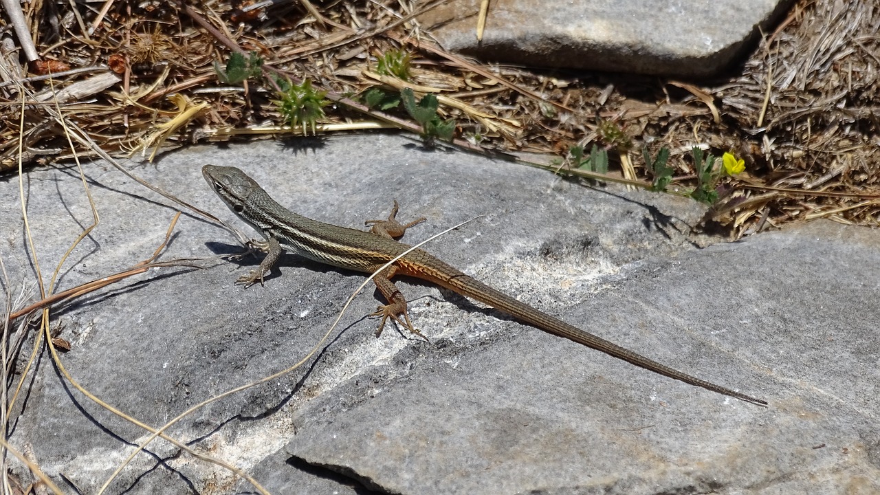 lizard reptiles fauna free photo