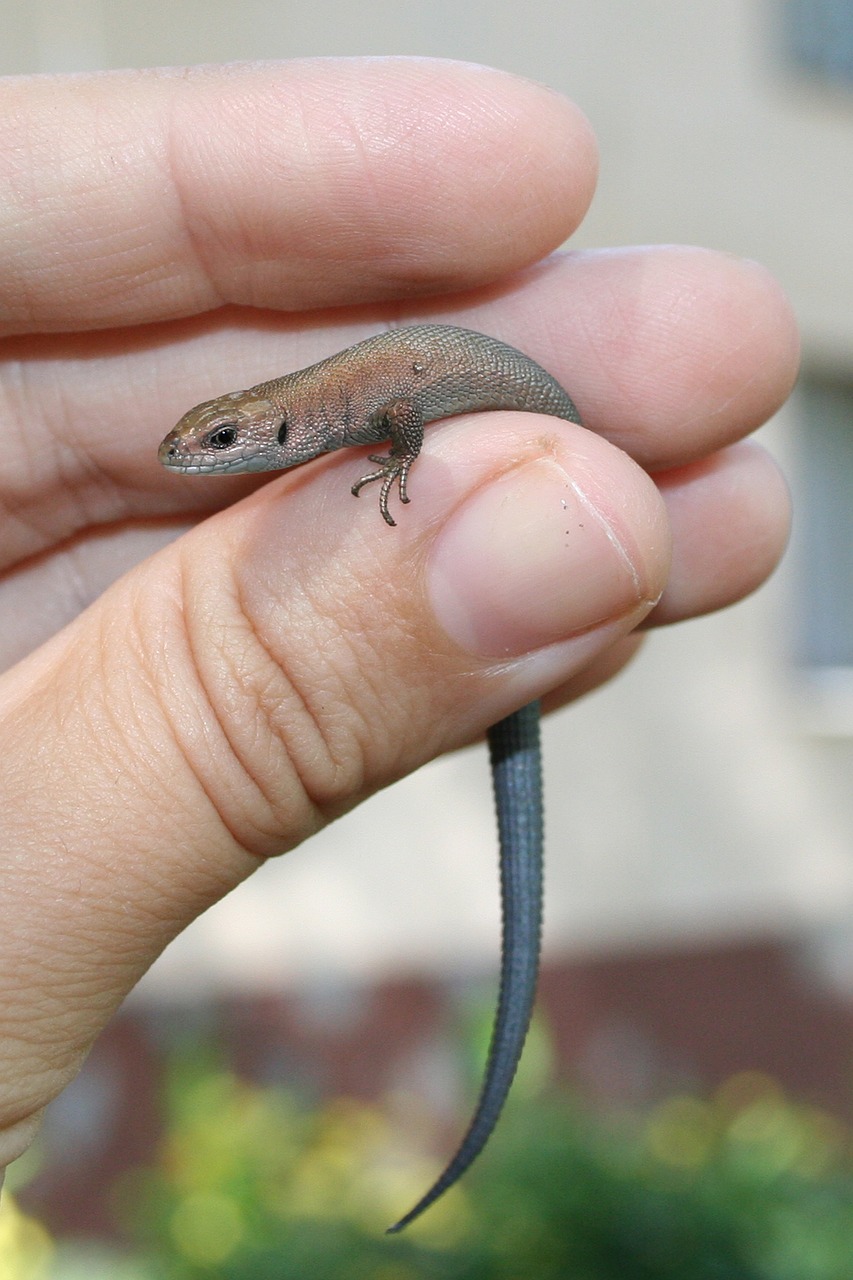 lizard hand russia free photo