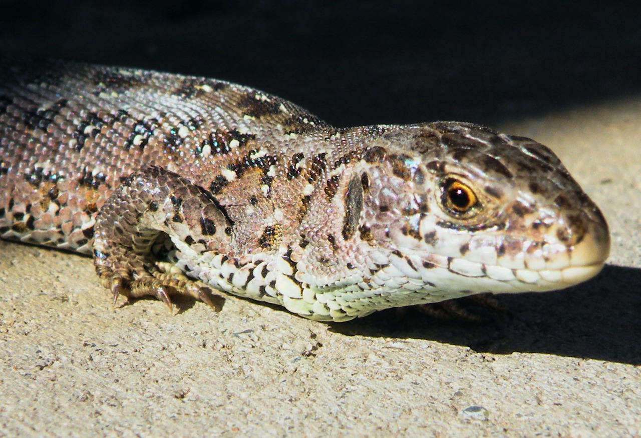 lizard sand lizard reptile free photo