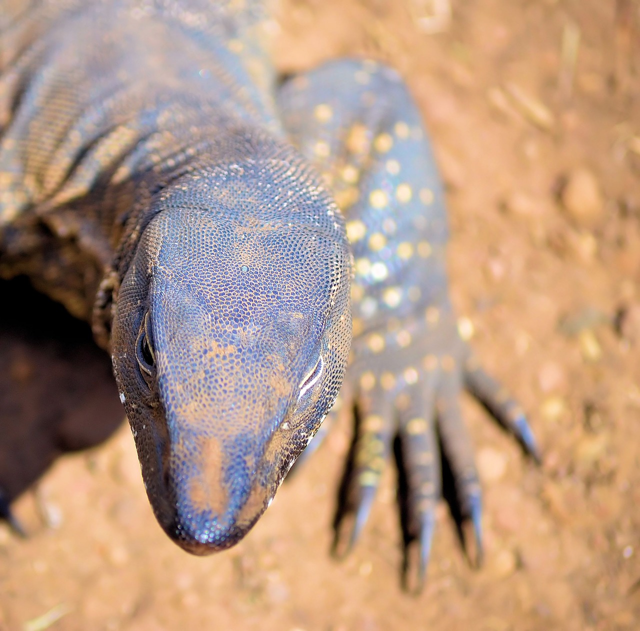 lizard animals desert free photo