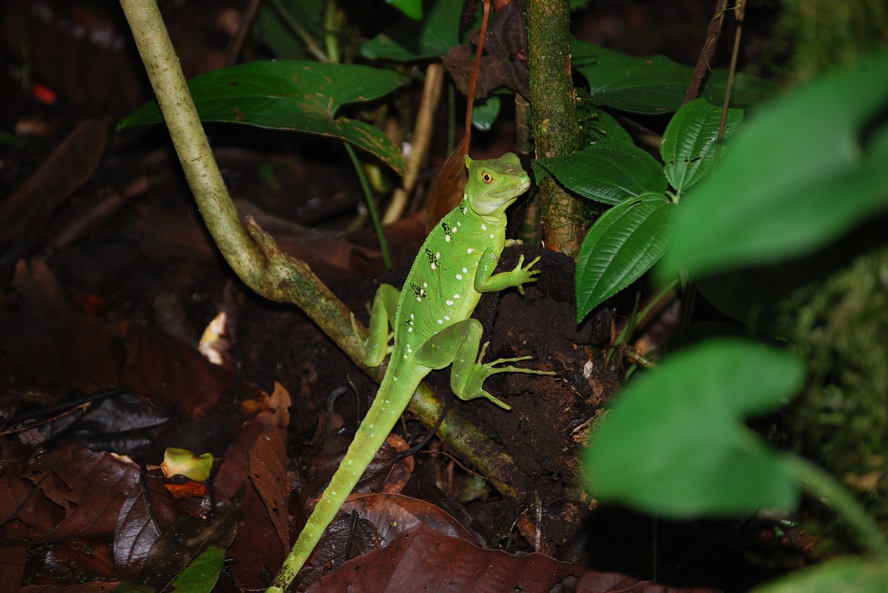 lizard rainforest green free photo