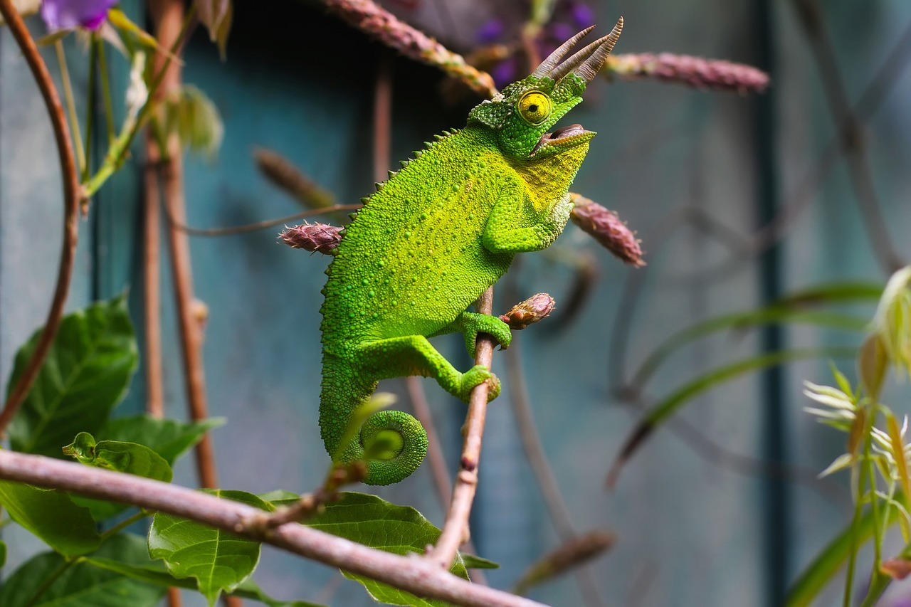 lizard horns horned free photo