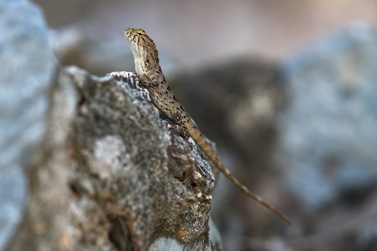 lizard animal nature free photo