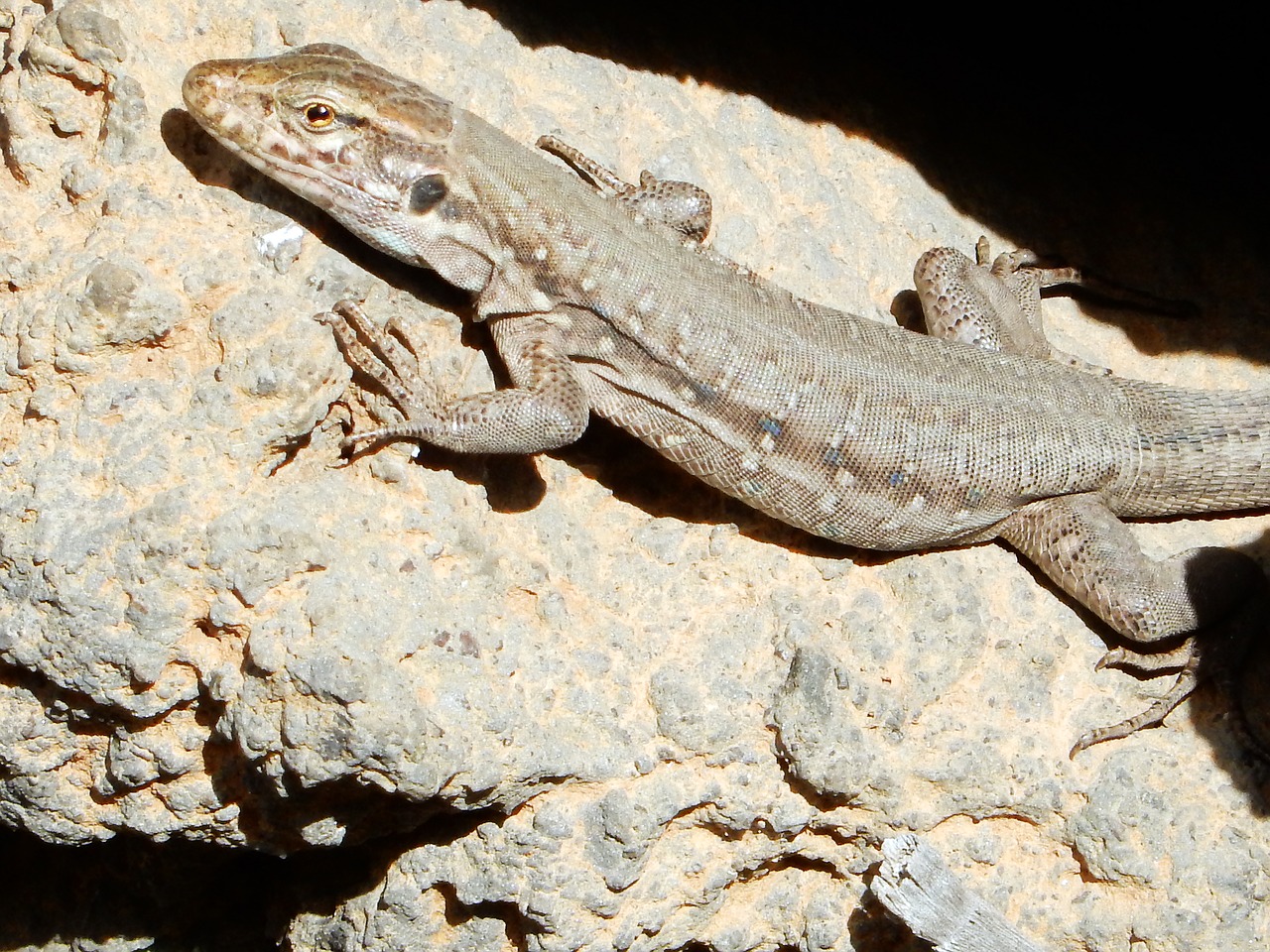 lizard tenerife nature free photo