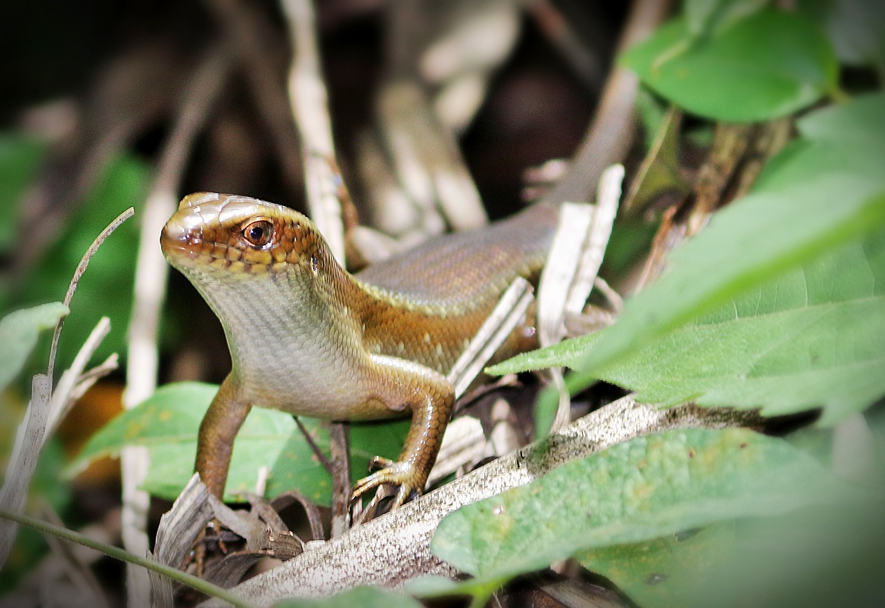 lizard search eating free photo