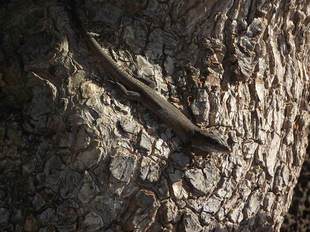 lizard tree reptile free photo