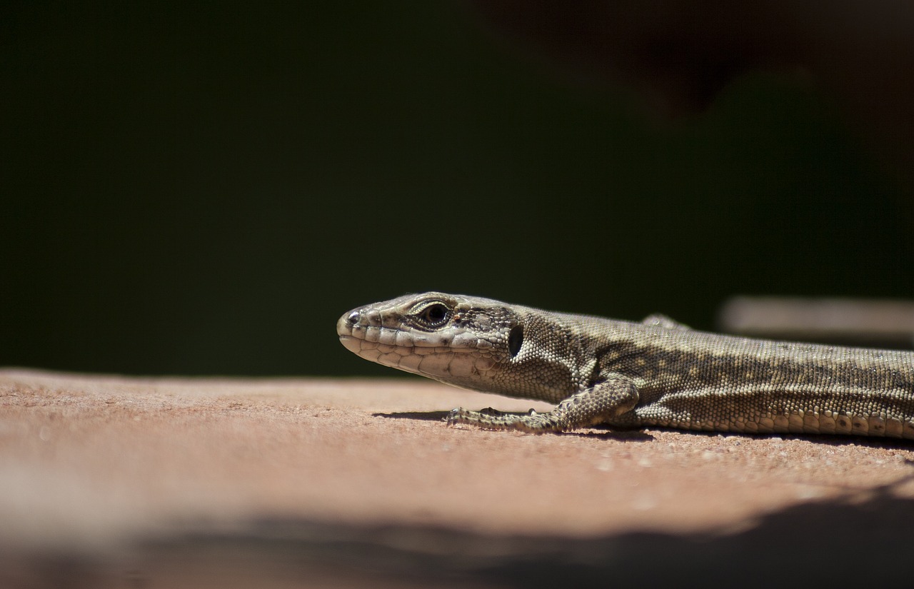 lizard reptile black background free photo