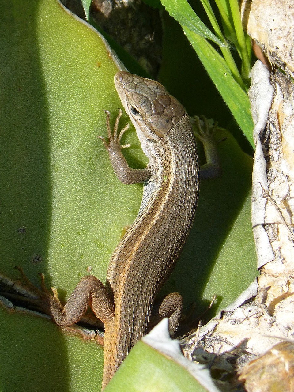 lizard sargantana reptile free photo