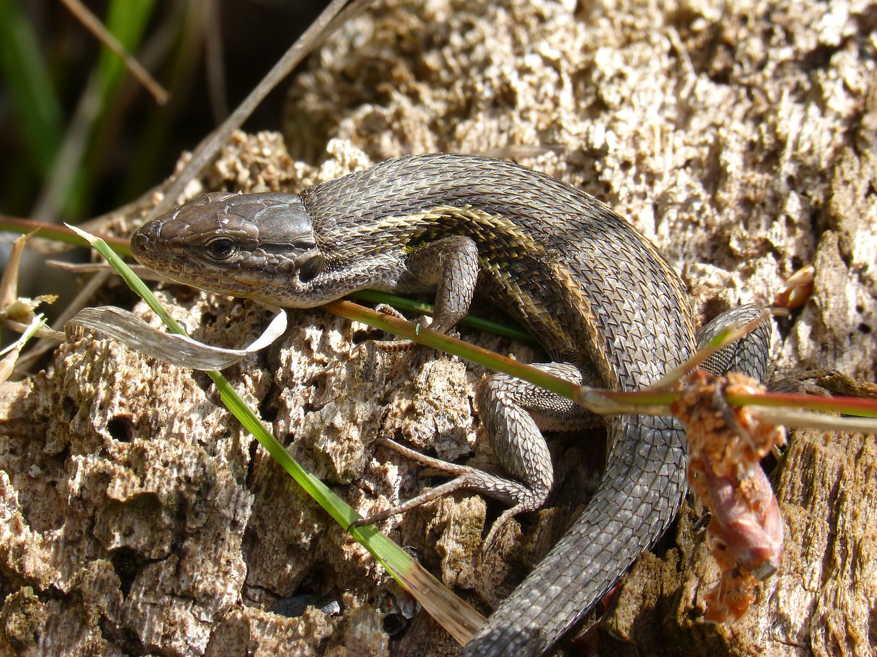 lizard sargantana reptile free photo