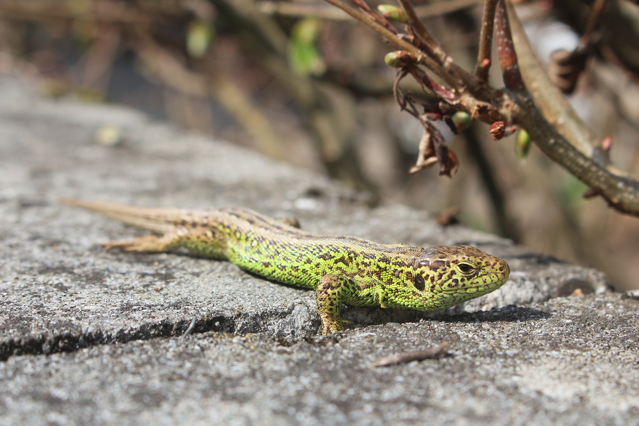 lizard macro close free photo