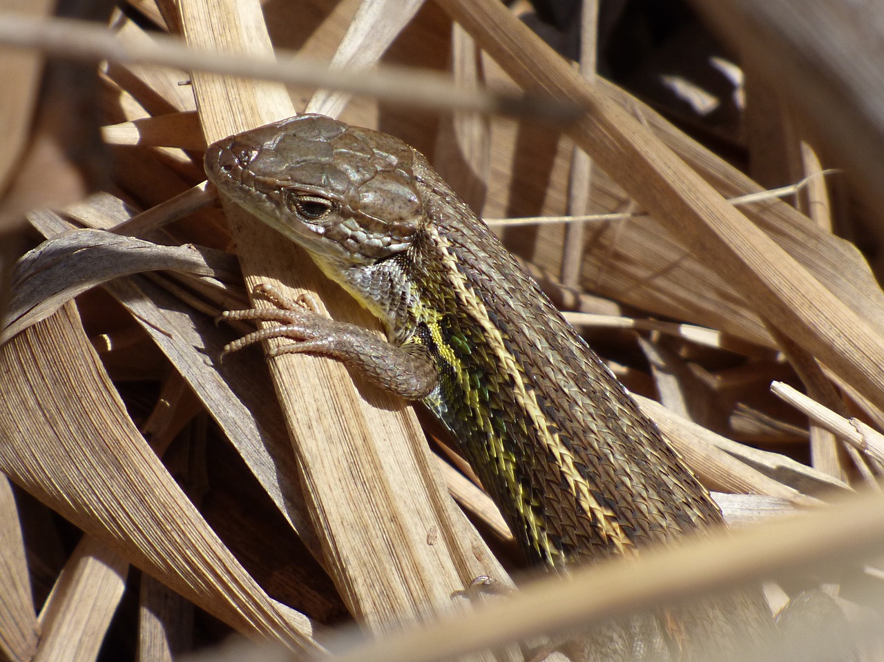 lizard sargantana reptile free photo