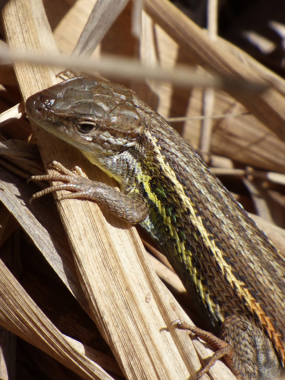 lizard sargantana reptile free photo