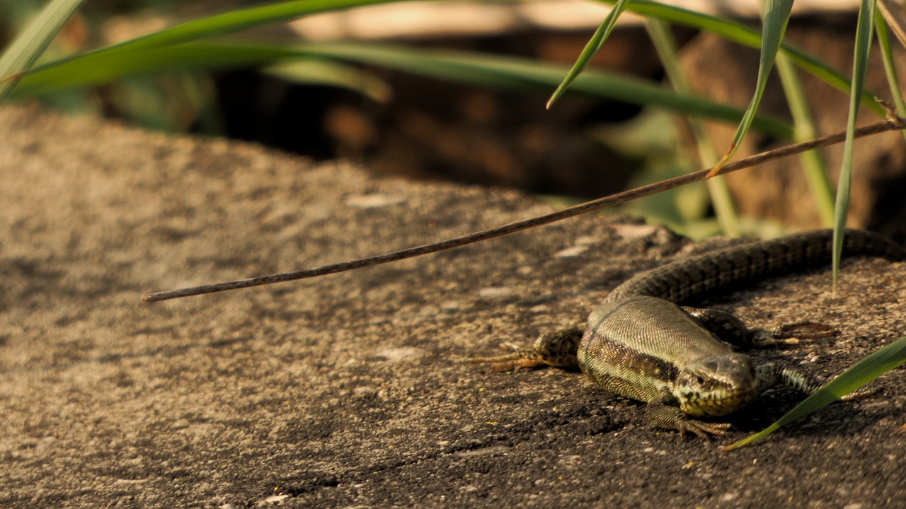 lizard spring stone free photo