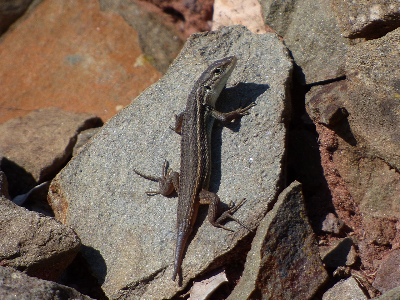 lizard sargantana reptile free photo