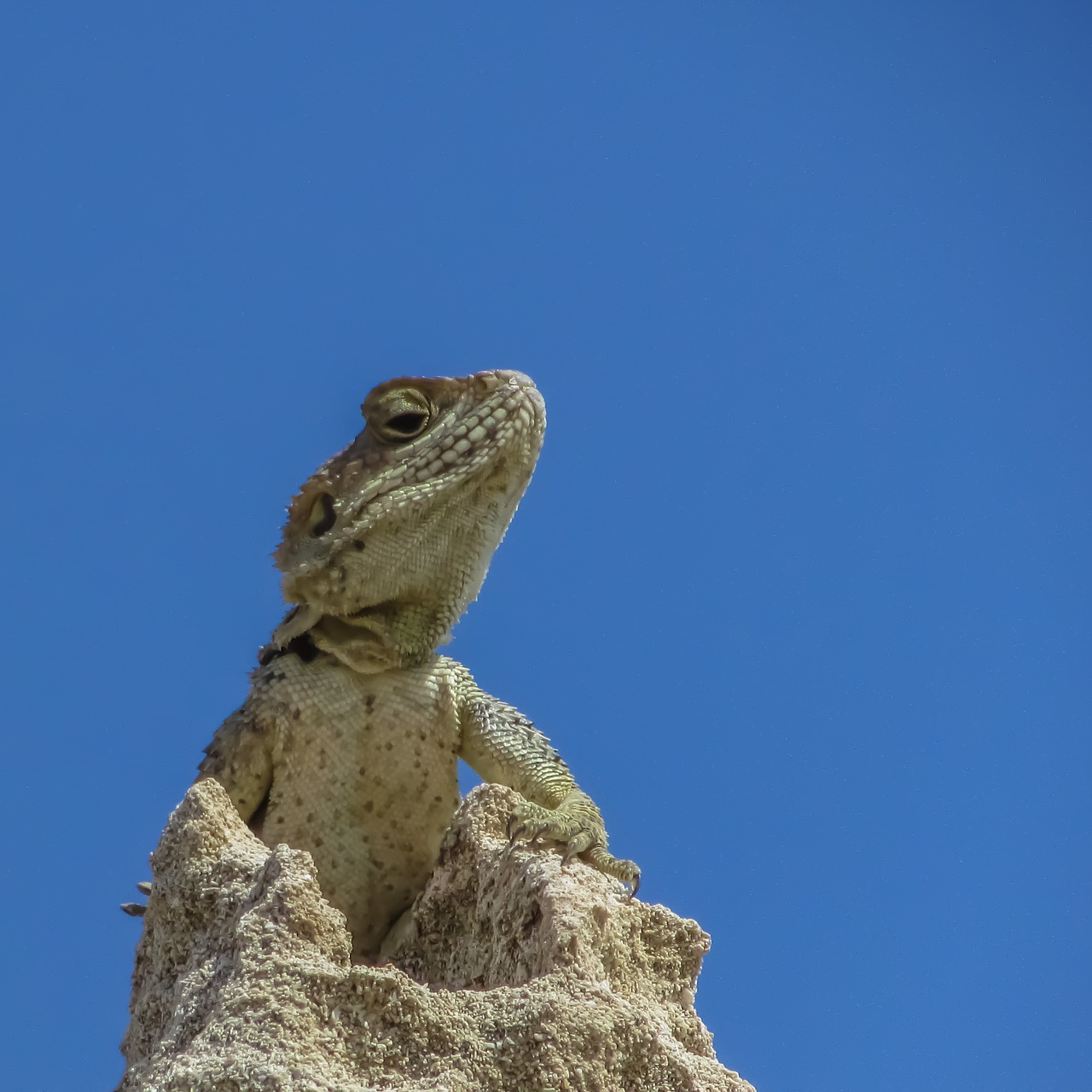 lizard kurkutas reptile free photo