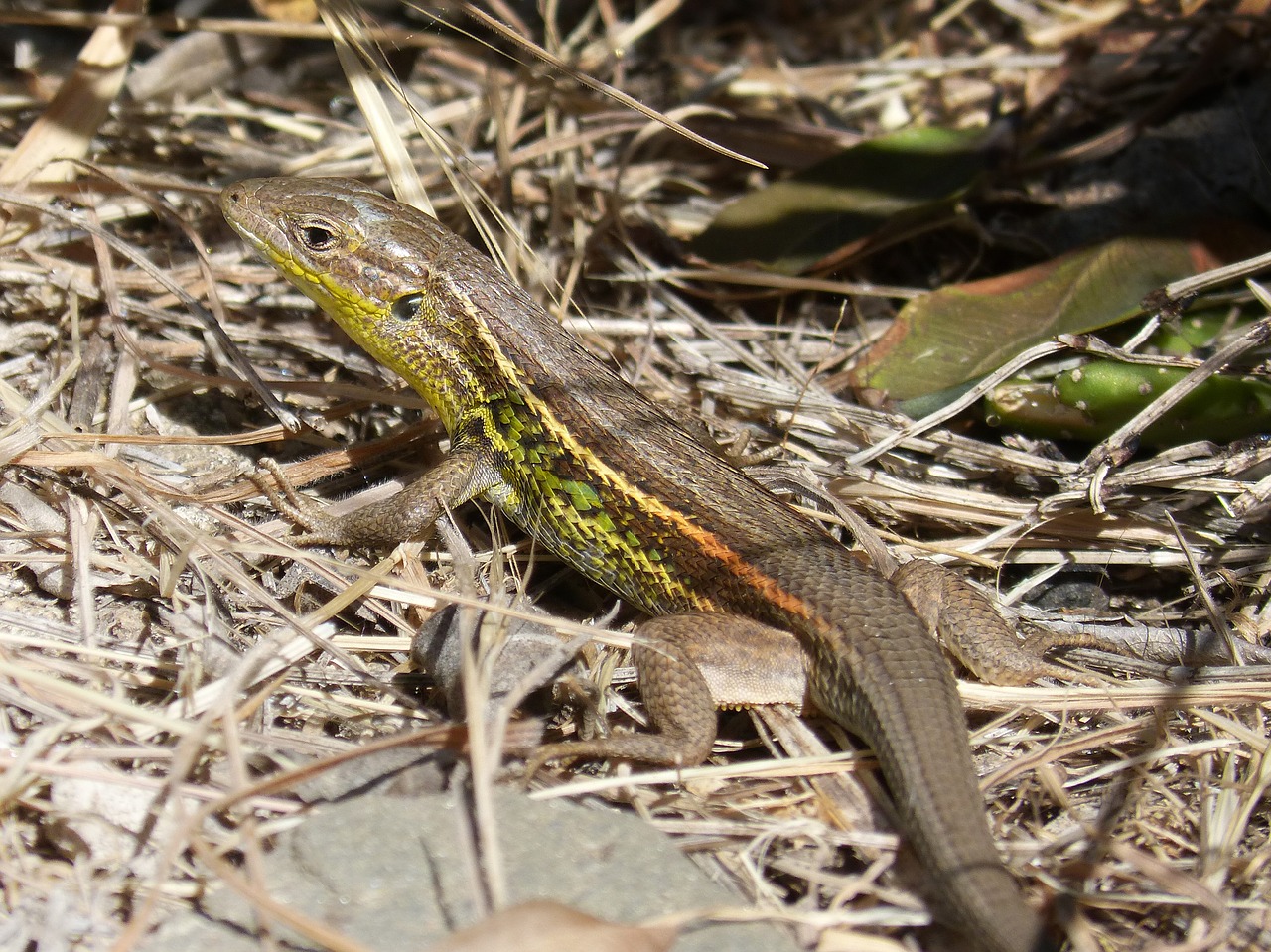 lizard sargantana reptile free photo