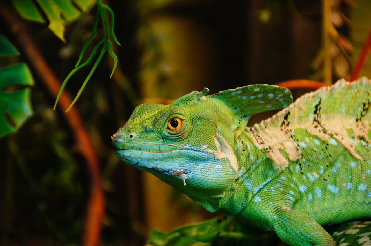 lizard green zoo free photo