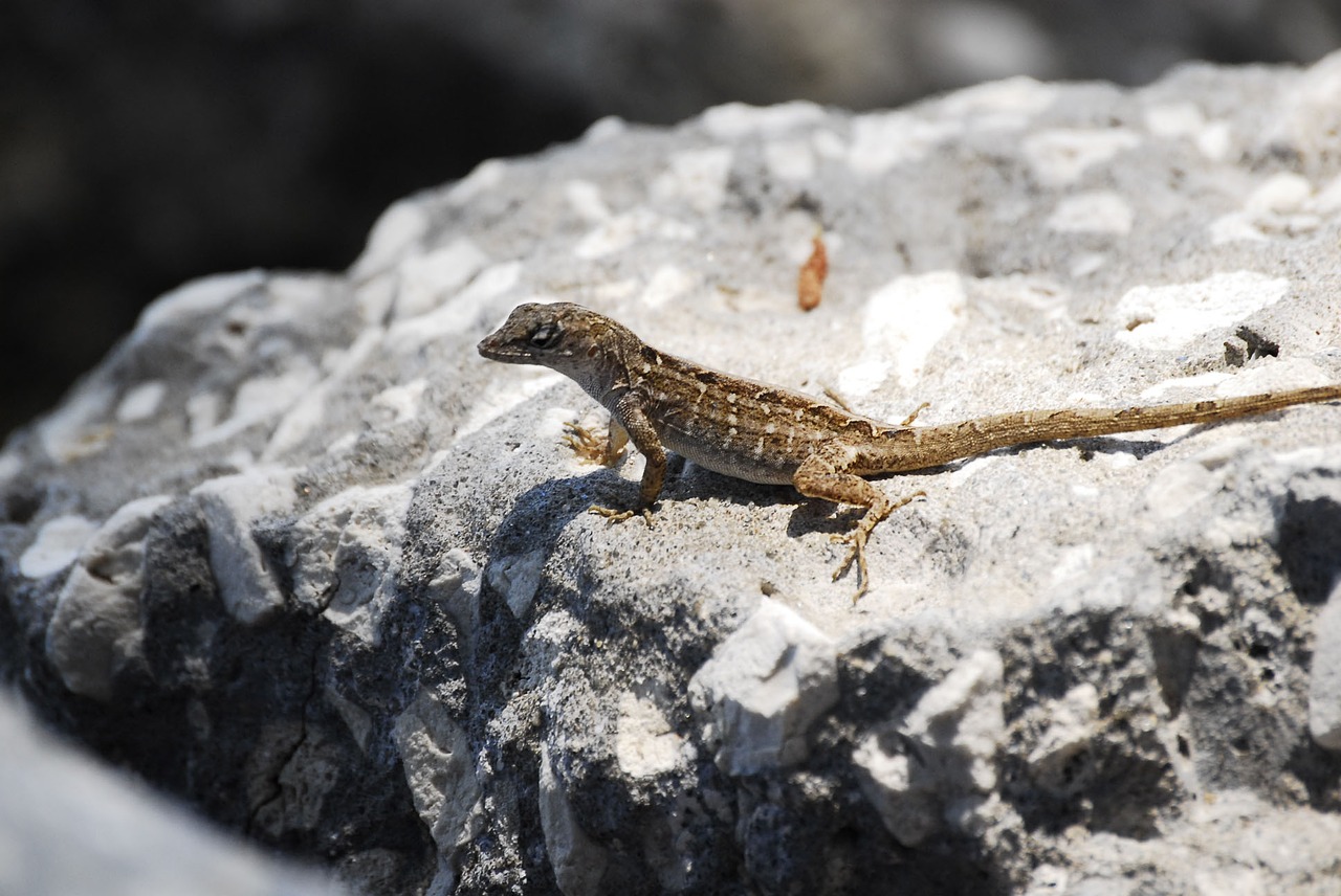 lizard florida beautiful lizard free photo