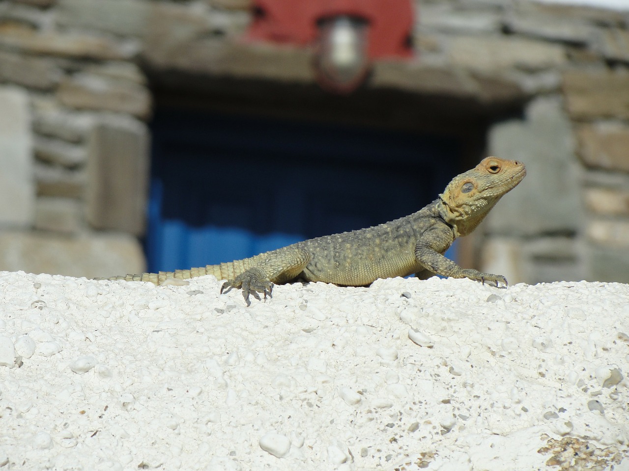 lizard animal bearded dragon free photo