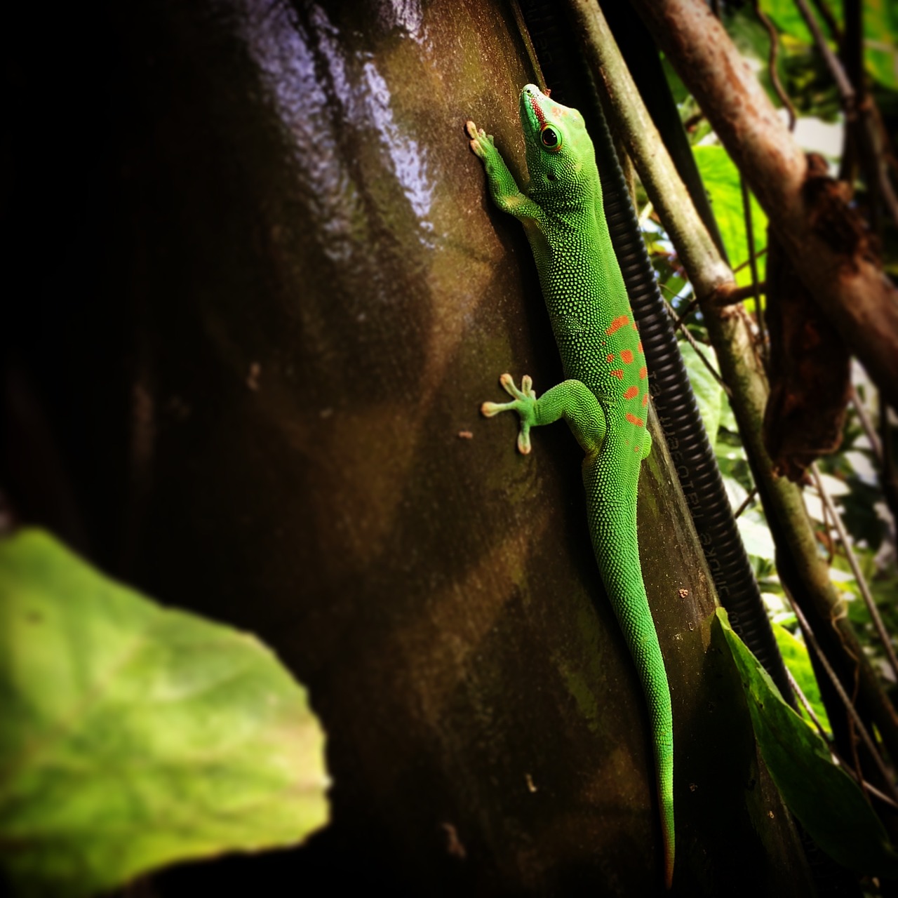 lizard zoo reptile free photo