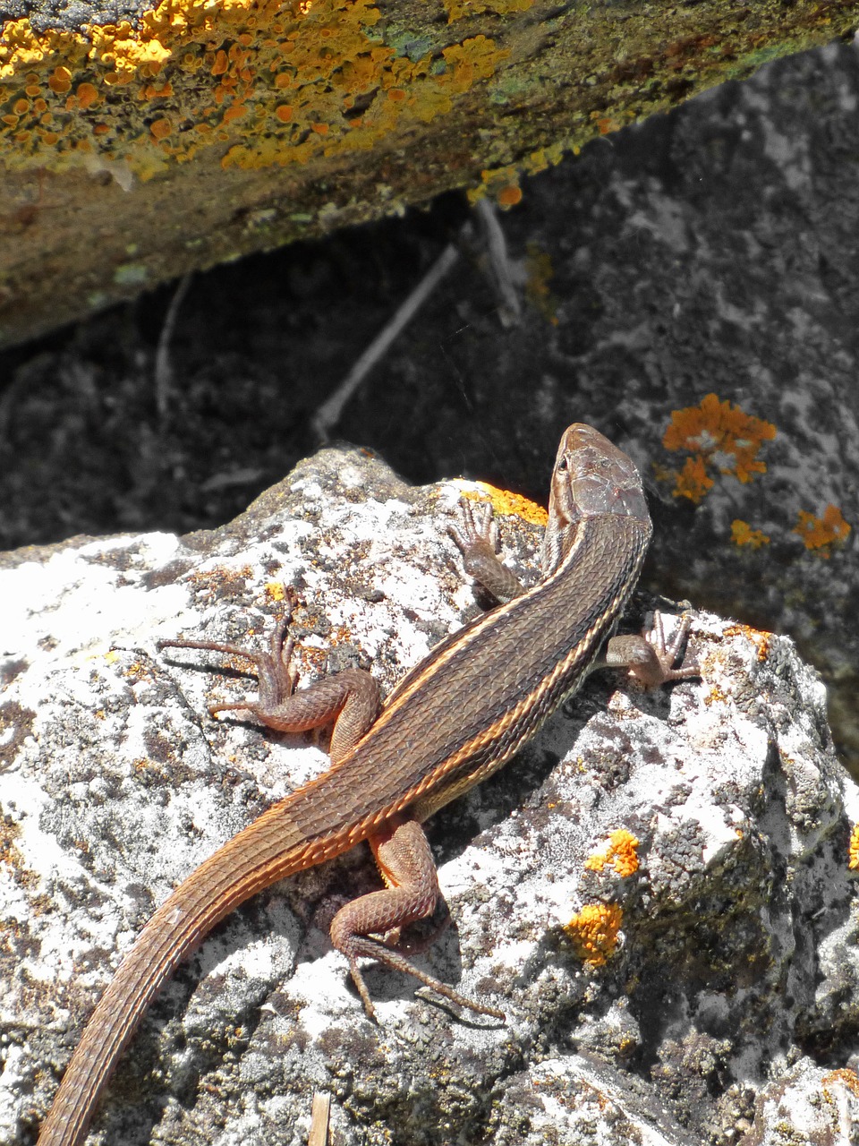 lizard sargantana rock hide free photo