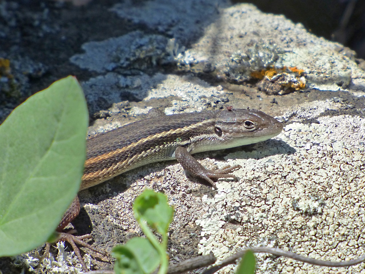 lizard sargantana rock hide free photo